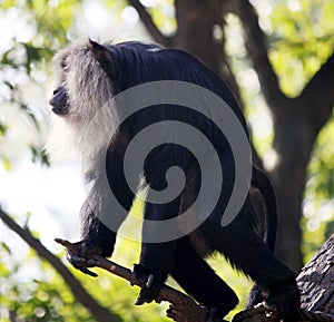 Lion-tailed macaque (Macaca silenus) on a tree : (pix Sanjiv Shukla)