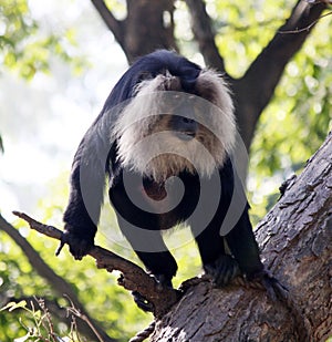 Lion-tailed macaque (Macaca silenus) on a tree : (pix Sanjiv Shukla) photo
