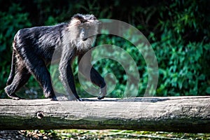 Lion-tailed macaque walking on a tree branch