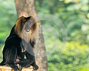 Lion-tailed macaque monkey sitting and resting