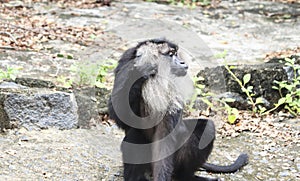 Lion tailed macaque monkeyâ€™s reactions monkeys sit and thinking