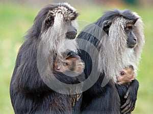 Lion tailed Macaque mothers and infants