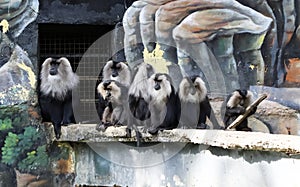 lion tailed macaque sit in the group. black monkey. with dim background