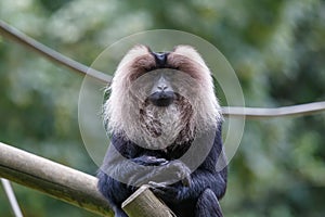 Lion-tailed macaque siting
