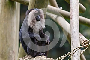 Lion-tailed macaque siting