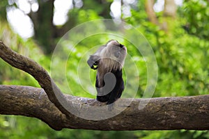 Lion-tailed Macaque