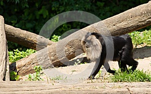 Lion-tailed macaque walking