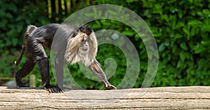 Lion-tailed macaque walking