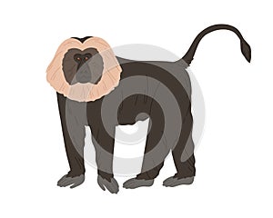 Lion-tailed macaque or wanderoo. Indian monkey with silver-white mane and black fluffy coat. Exotic jungle animal with