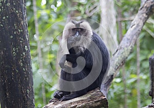 Lion tailed macaques