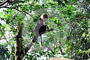 Lion-tailed Macaques in Animals Park, India