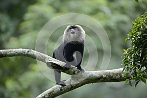 Lion tailed macaque from Evergreen Indian Forest
