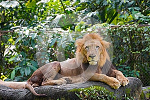A lion take rest on the big rock