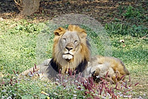 A lion is taking cat-nap while other staring at camera.