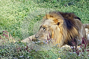 A lion taking rest in the noon.