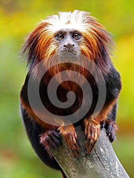 Lion Tamarin