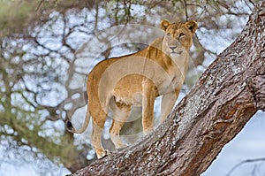 Lion, Tarangire National Park, Tanzania, Africa