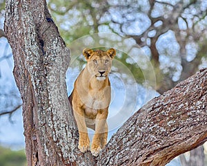 Lion, Tarangire National Park, Tanzania, Africa