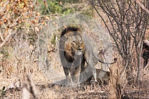 Lion in thicket