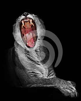Lion throat full face. The huge gluttonous mouth is wide open, tongue and fangs.black-white discolored body red mouth isolated