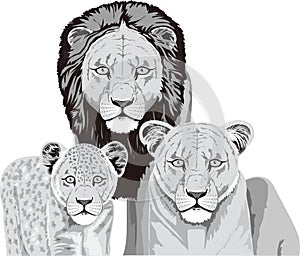 lion tiger family leopard animal vector illustration transparent background