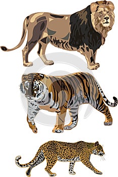 Lion, tiger, leopard