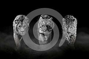 Lion, tiger and leopard, together on a black background. Black and white