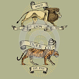 Lion and tiger logos, emblems or badges with wild animals and banners or ribbons in vintage, retro old style, hand drawn