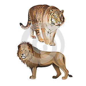 Lion and tiger vector