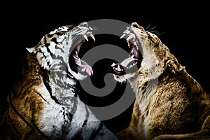 Lion and tiger yawning