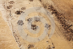 Lion track in the wet desert