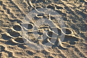 Lion tracks