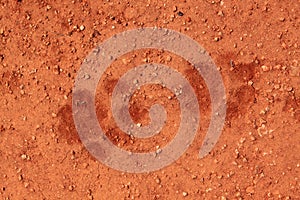 Lion tracks in the sand