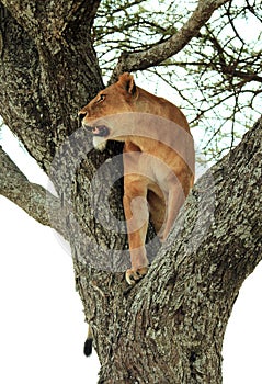 Lion in Tree