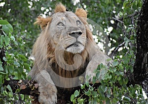 Lion in a tree in a National Park in Africa