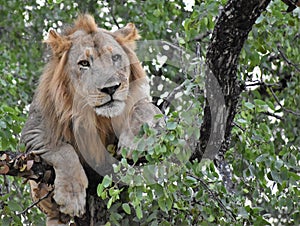Lion in a tree in a National Park in Africa