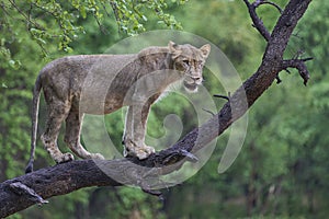 Lion in a tree in South Luangwa National Park, Zambia