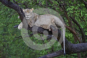 Lion in a tree in South Luangwa National Park, Zambia