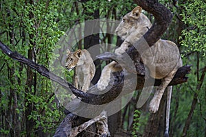 Lion in a tree in South Luangwa National Park, Zambia