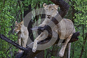 Lion in a tree in South Luangwa National Park, Zambia