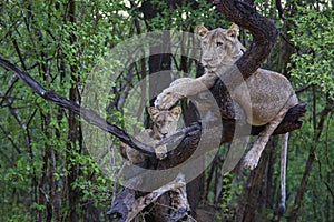 Lion in a tree in South Luangwa National Park, Zambia