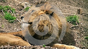 Lion on a tree trunk resting, head of lion