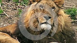 Lion on a tree trunk resting, head of lion