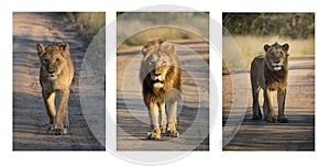 Lion trio. Female, Male and young male on sand road