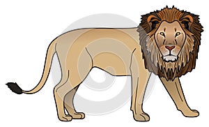 Lion vector drawing on isolated white background