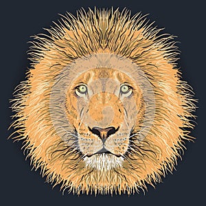 Lion vector illustartion