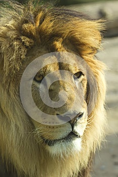 Lion (vertically)