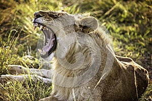 A lion waking in the Maasai Mara Kenya Africa