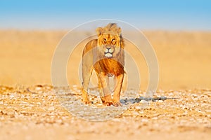 Lion walk. Portrait of African lion, Panthera leo, detail of big animals, Etocha NP, Namibia, Africa. Cats in dry nature habitat,