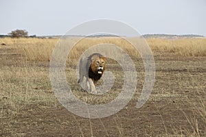 Lion walk in the wild maasai mara
